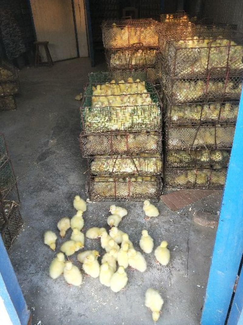 大量出售鹅苗