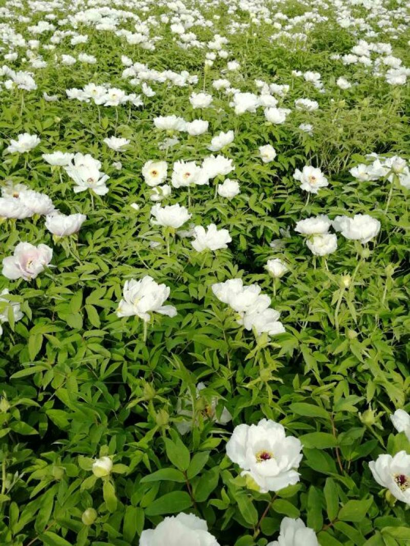 油牡丹苗50~60cm，种植观赏，药用都可以！