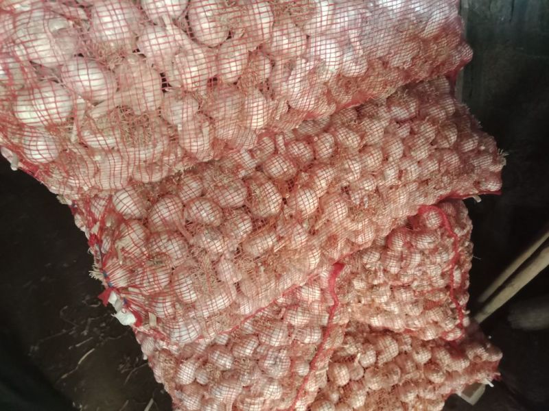 供应杂交蒜片