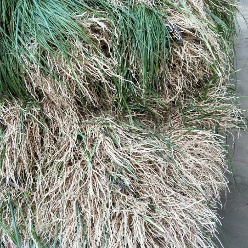 知母种子，育苗一年卖，出芽率高，好管理！
