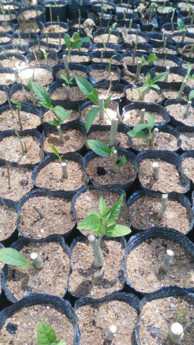 黄花倒水莲种苗