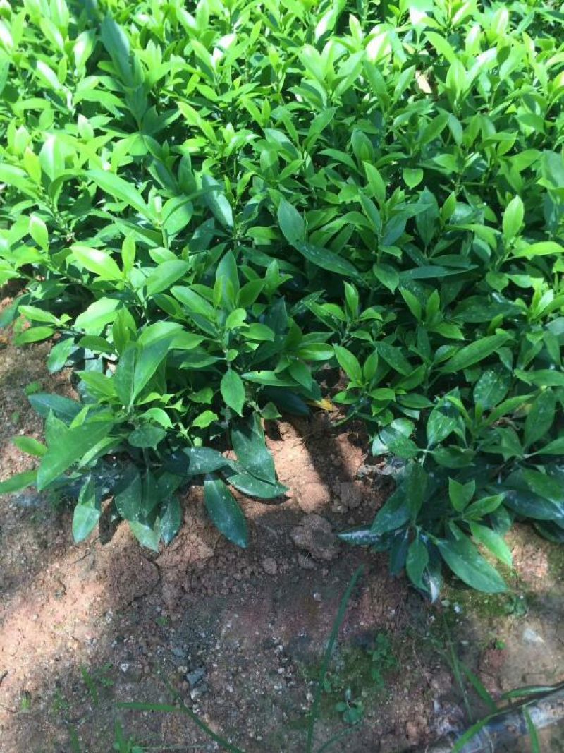 非洲茉莉