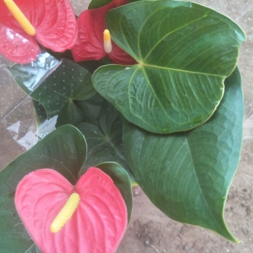 红掌