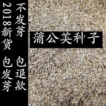 蒲公英种子