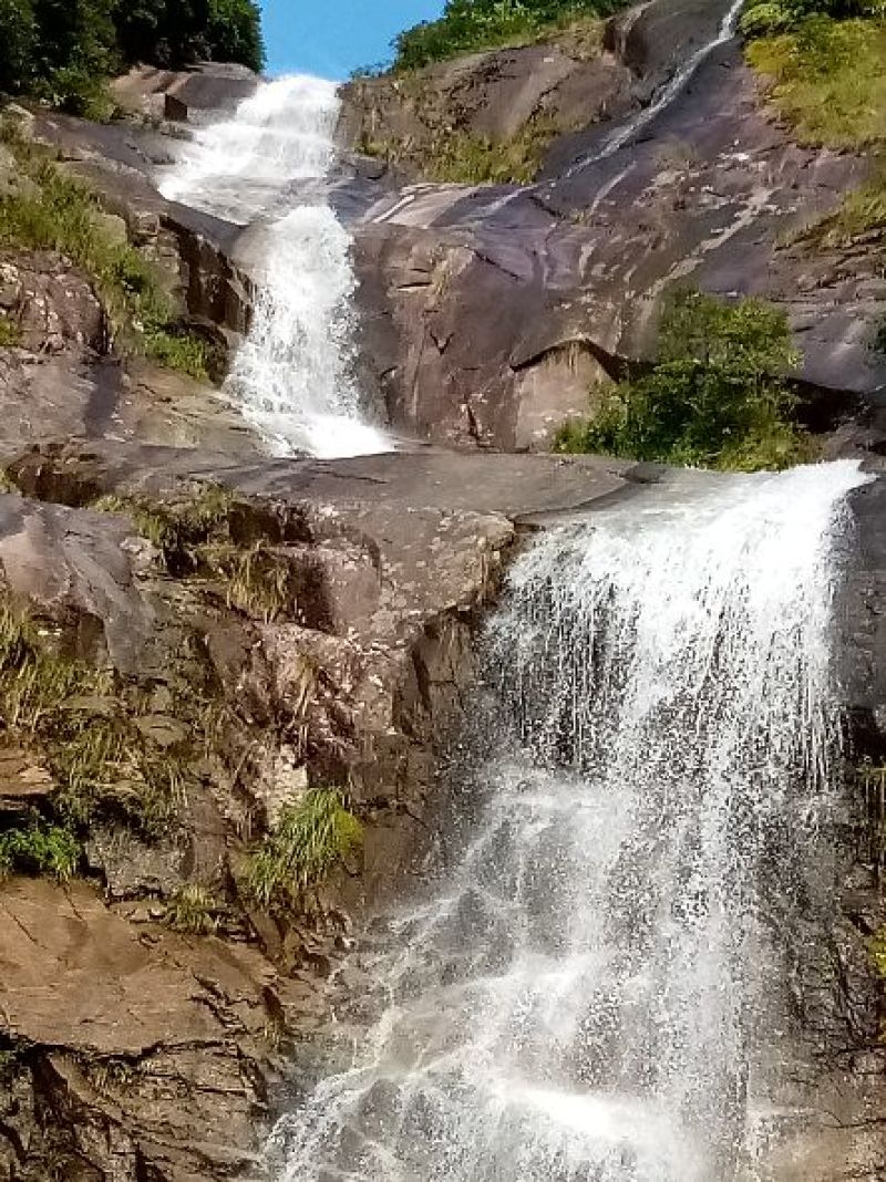 野生藤茶，