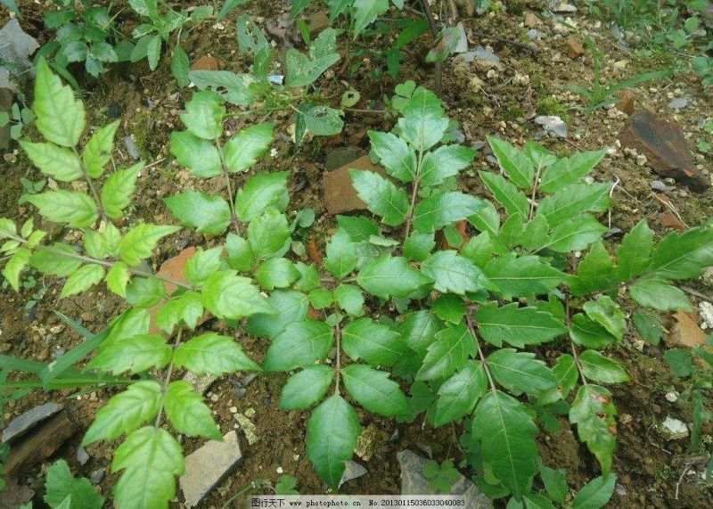 野生藤茶，