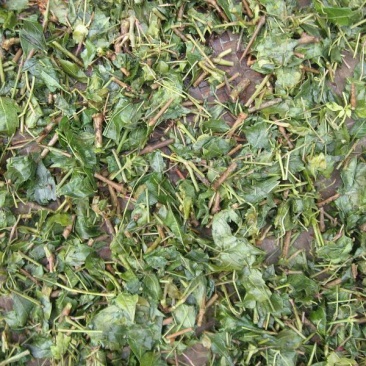 野生藤茶，
