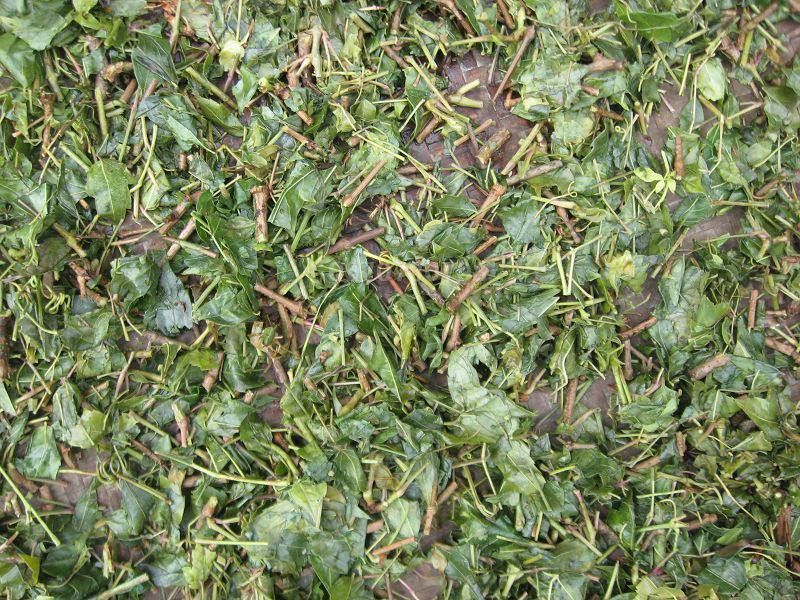 野生藤茶，