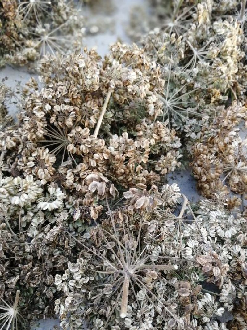 白芷，二年大白芷，投资低，周期短，产量高，经济效益稳定，