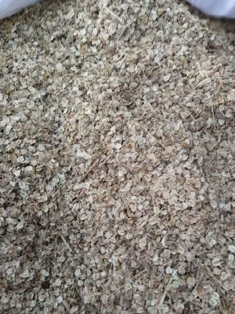 白芷，二年大白芷，投资低，周期短，产量高，经济效益稳定，