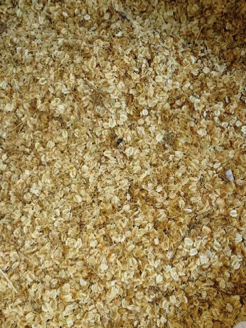 白芷，二年大白芷，投资低，周期短，产量高，经济效益稳定，