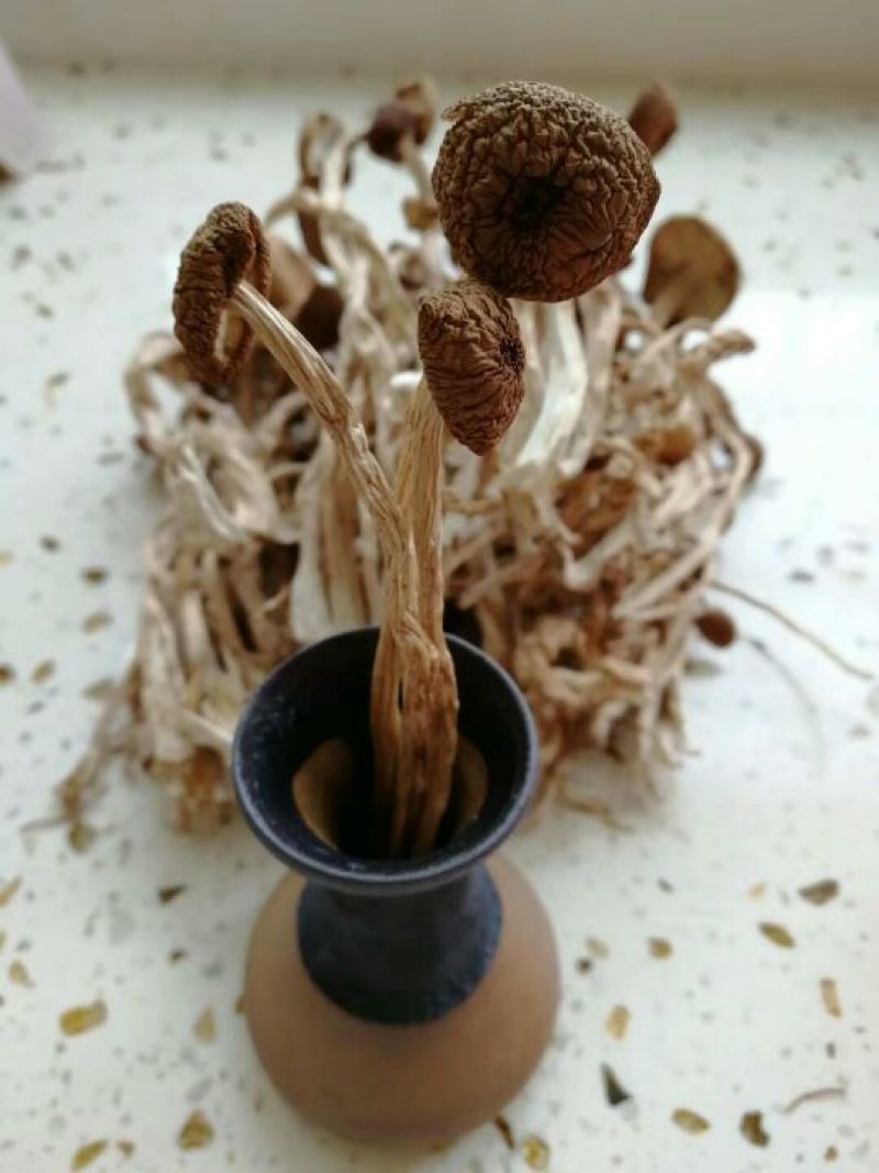 茶树菇——山里人家