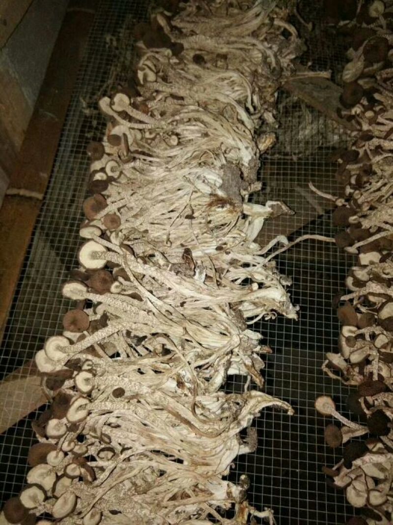 茶树菇——山里人家