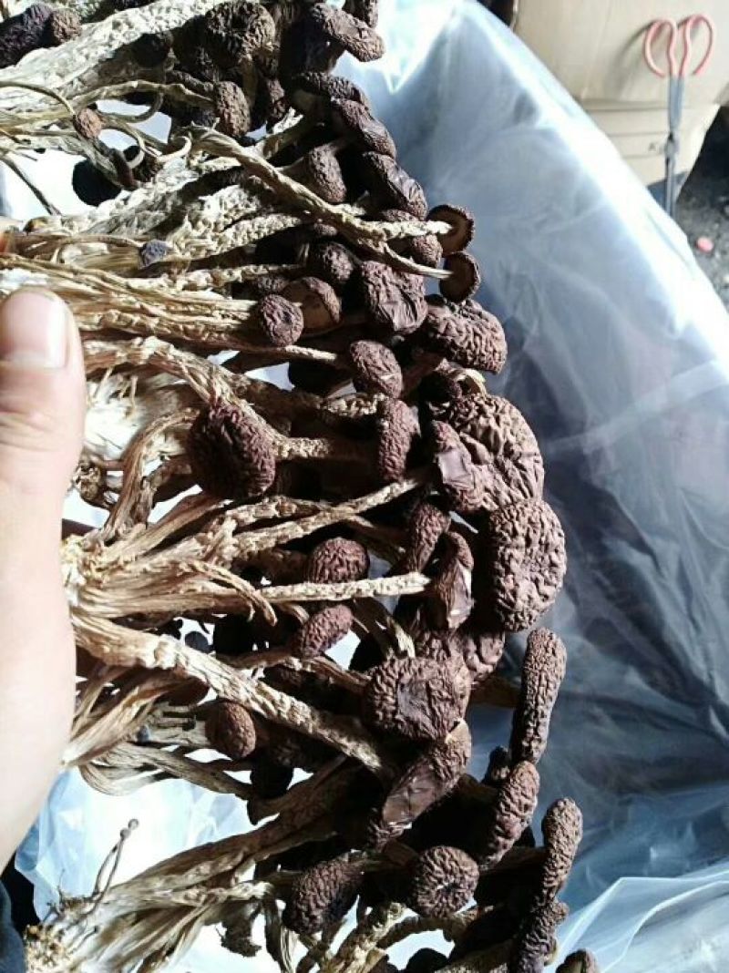 茶树菇——山里人家