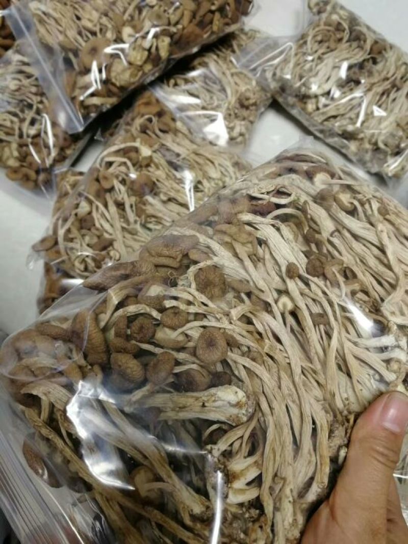 茶树菇——山里人家