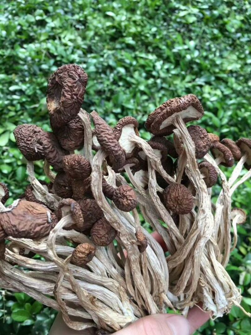 茶树菇——山里人家
