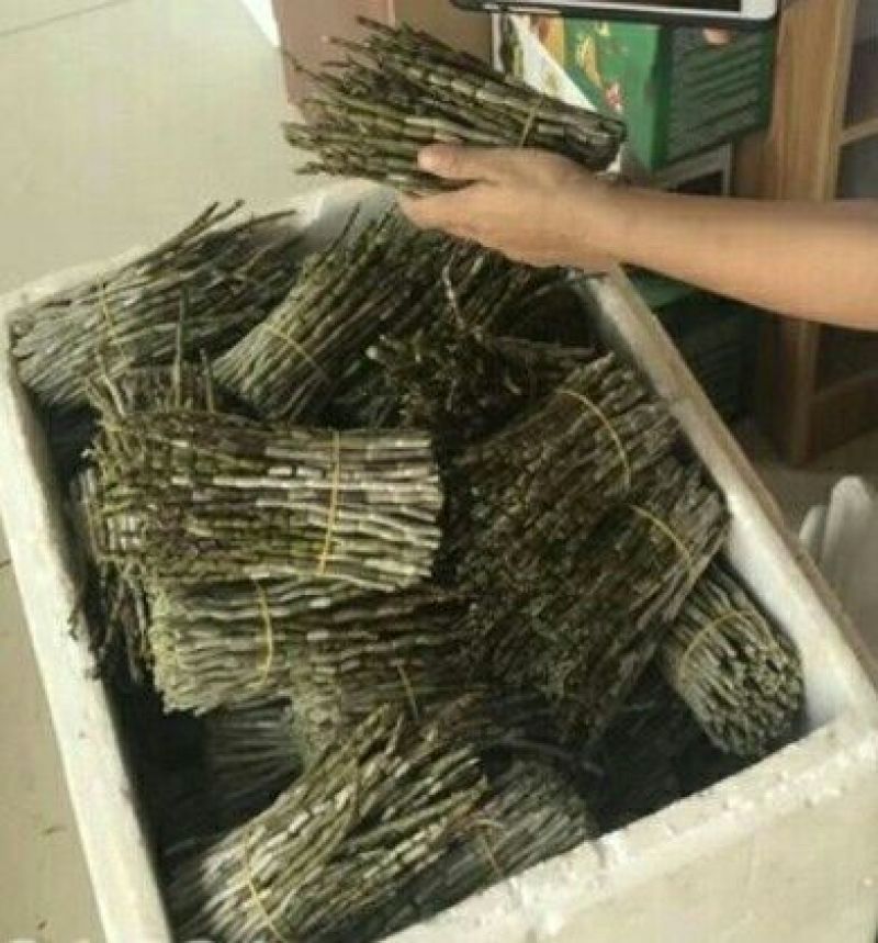富强生态农业铁皮石斛鲜条135元/斤包邮