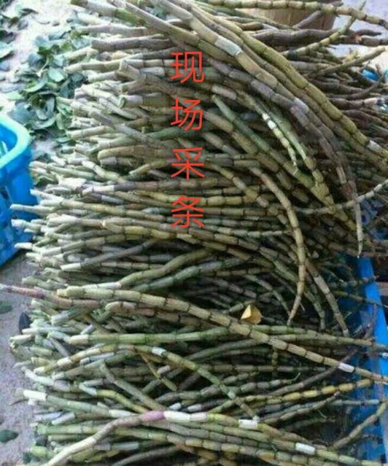 富强生态农业铁皮石斛鲜条135元/斤包邮