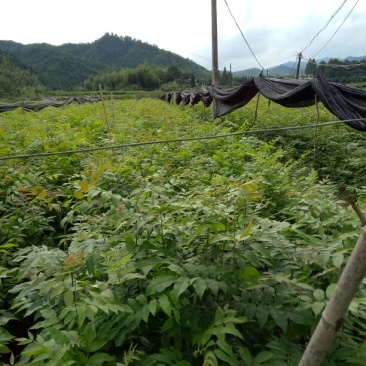 青钱柳苗
