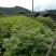 青钱柳苗
