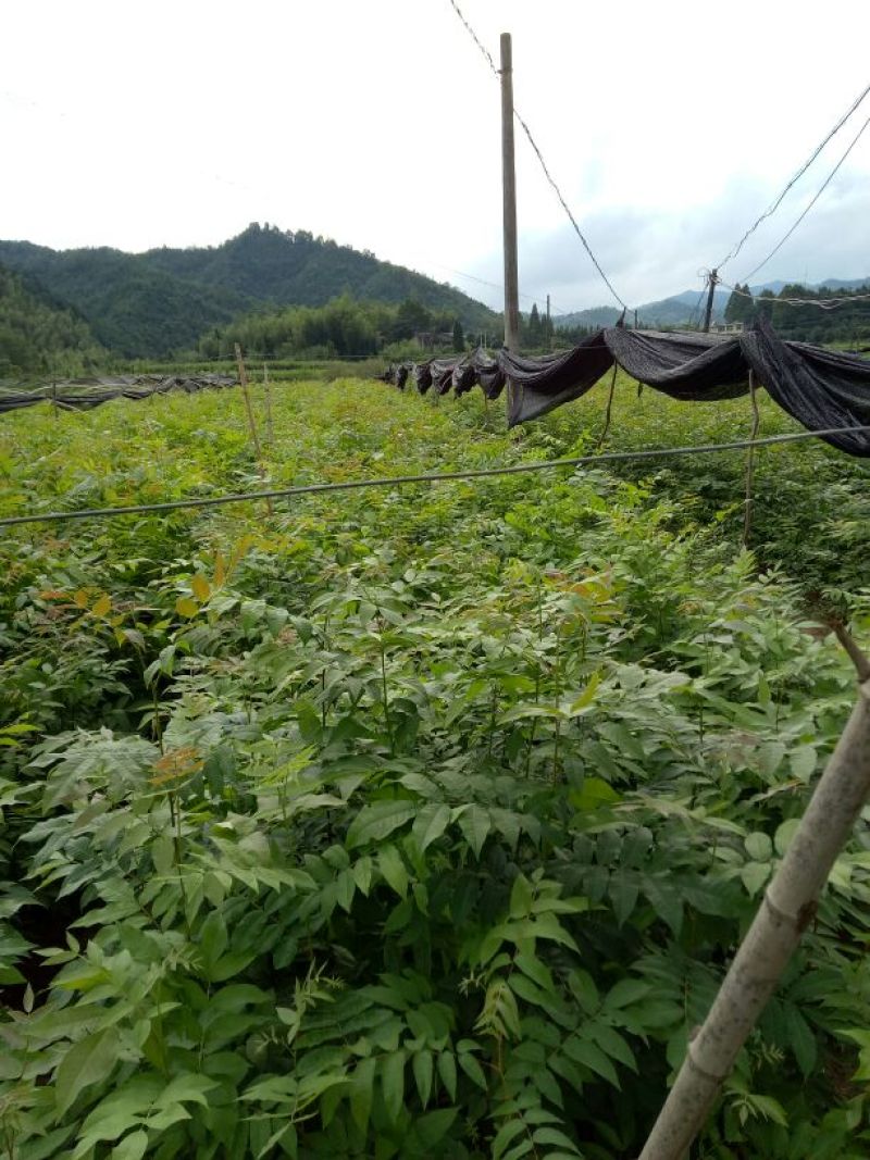 青钱柳苗
