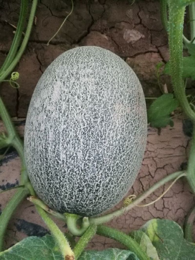 蜜瓜