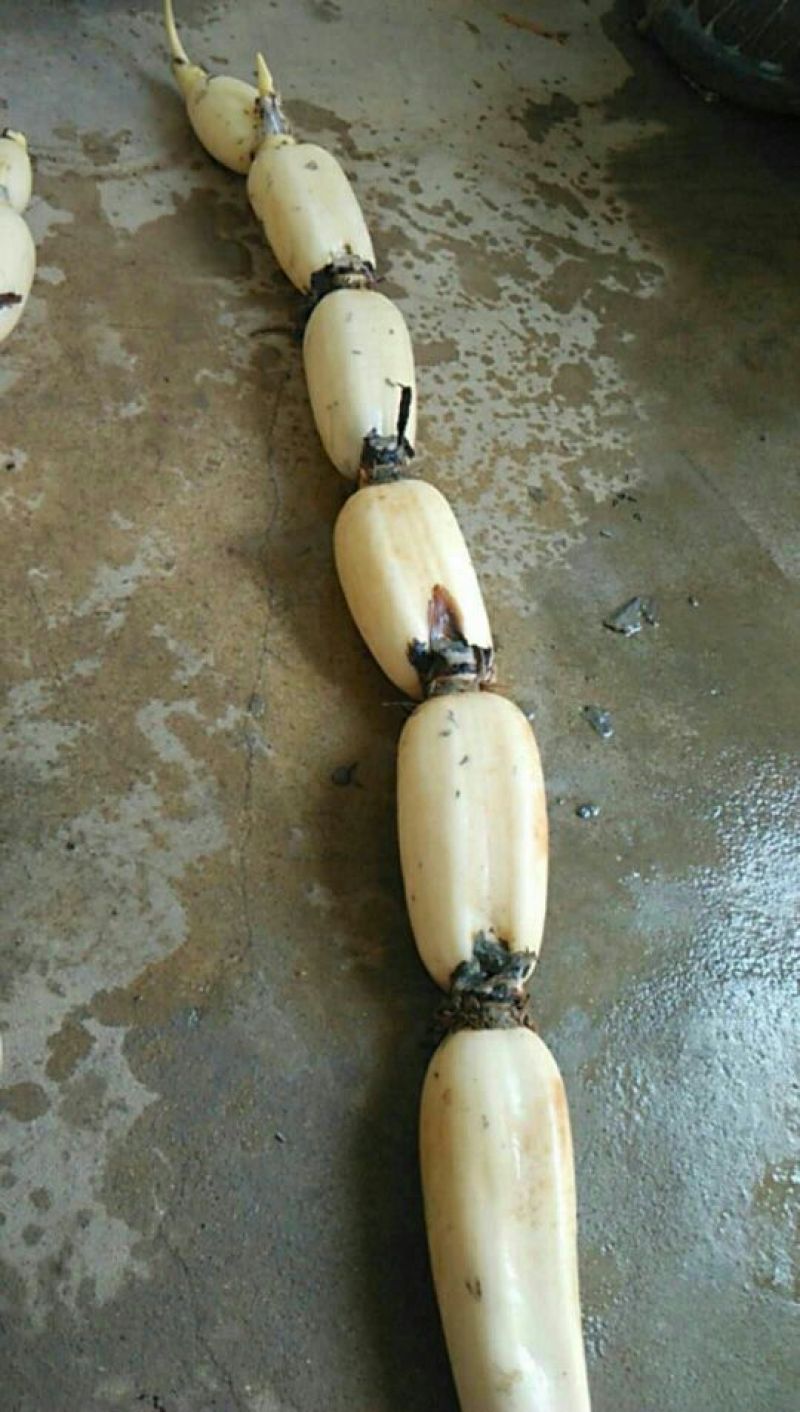 天门沉湖农场纯绿色莲藕基地大量供应