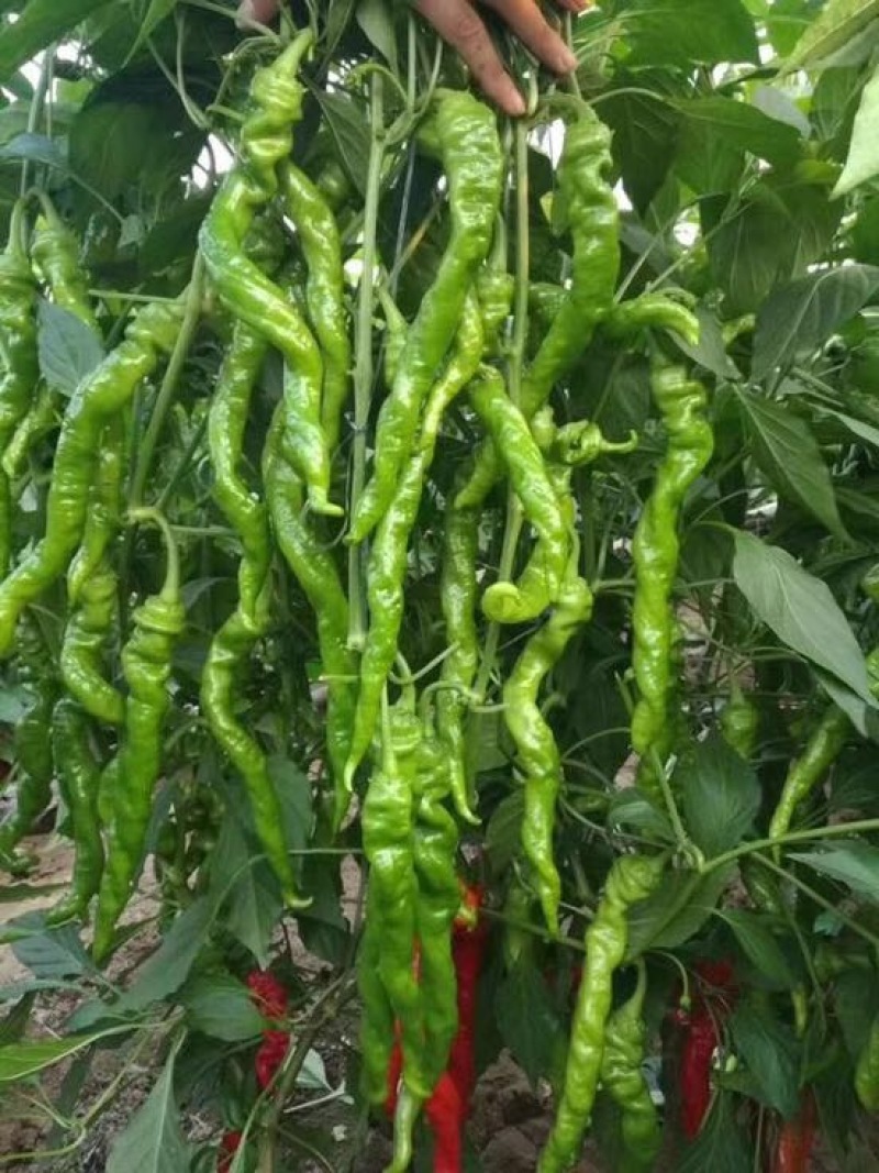线椒大棚种植20厘米特辣当天采摘当天发货新鲜十足