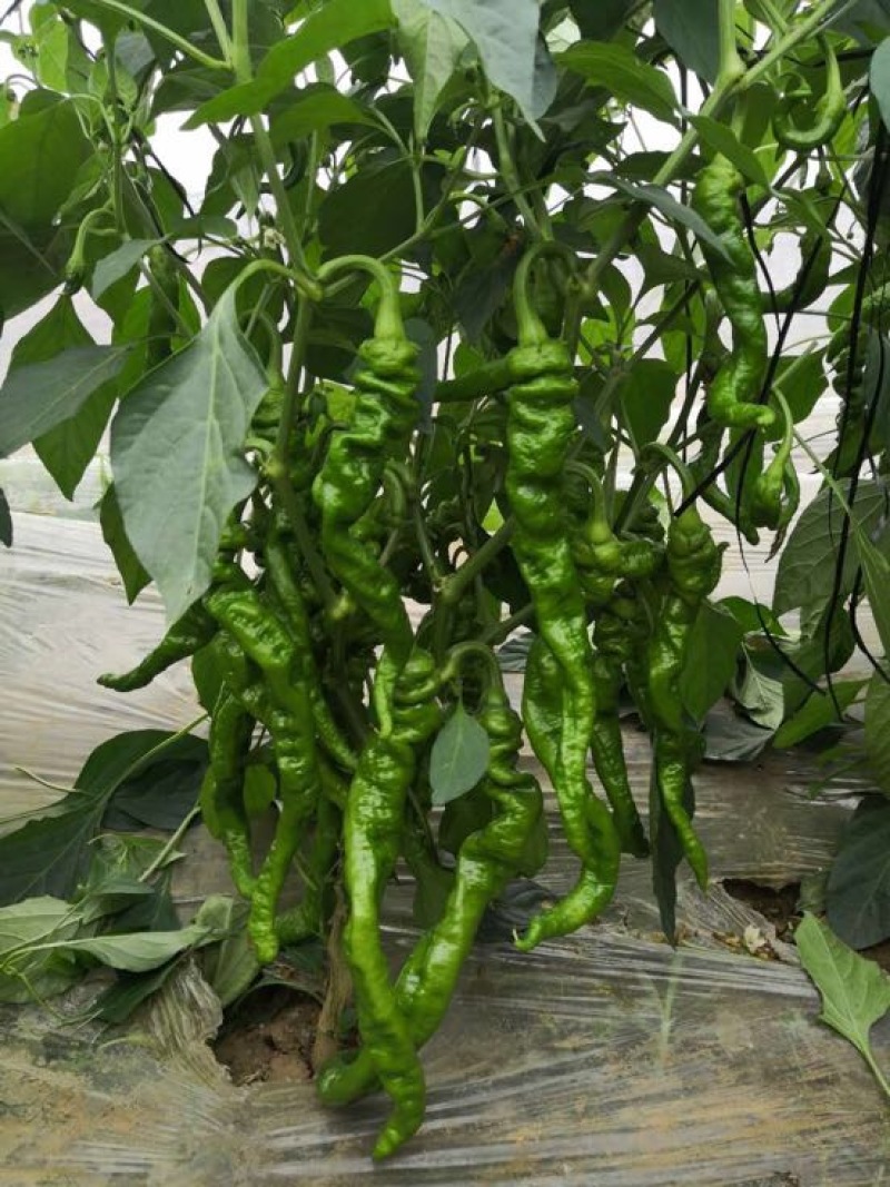 线椒大棚种植20厘米特辣当天采摘当天发货新鲜十足