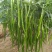 线椒大棚种植20厘米特辣当天采摘当天发货新鲜十足