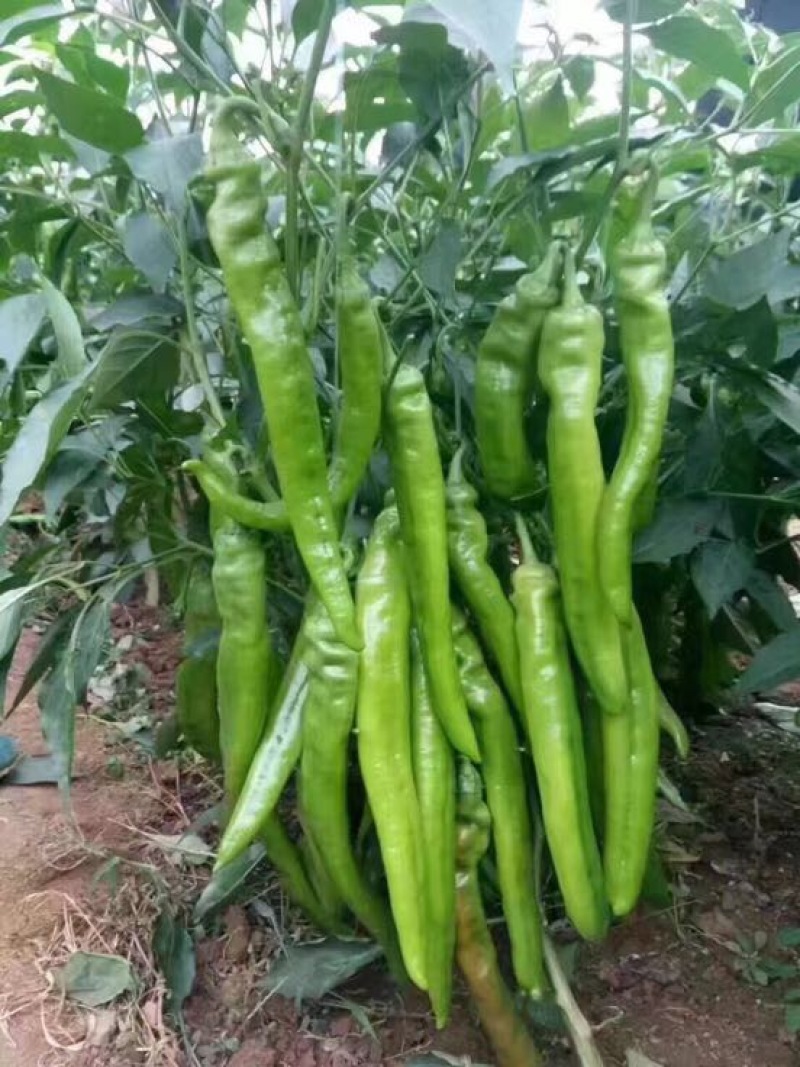 线椒大棚种植20厘米特辣当天采摘当天发货新鲜十足