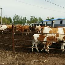 西门塔尔牛牛犊，长势快，纯种西门塔尔牛公牛，全国包运输