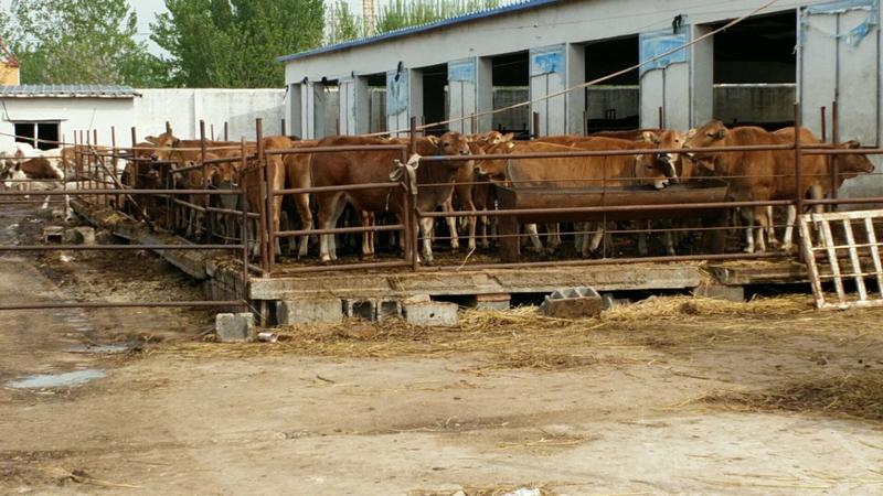 鲁西黄牛小肉牛犊牛苗出售全国包运输，货到满意付款