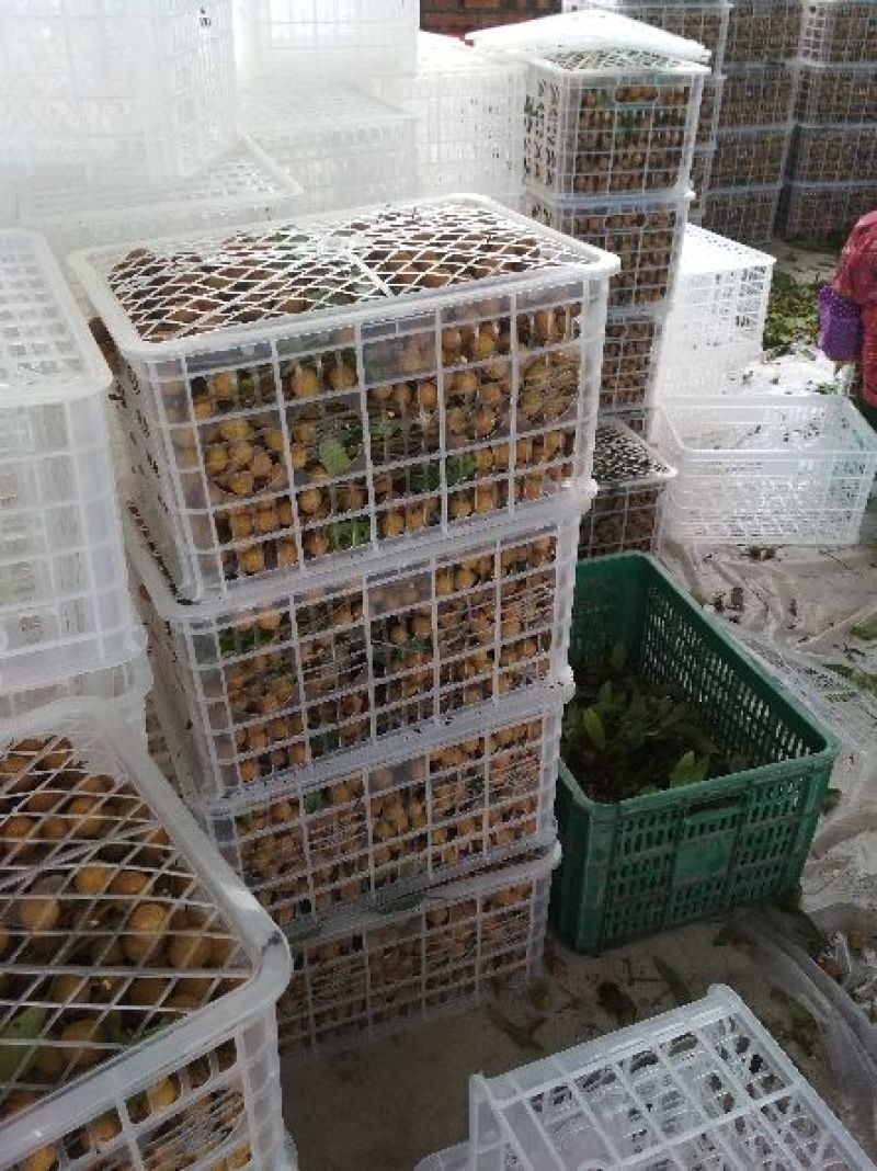 龙眼大量有货，石硖龙眼，储良龙眼