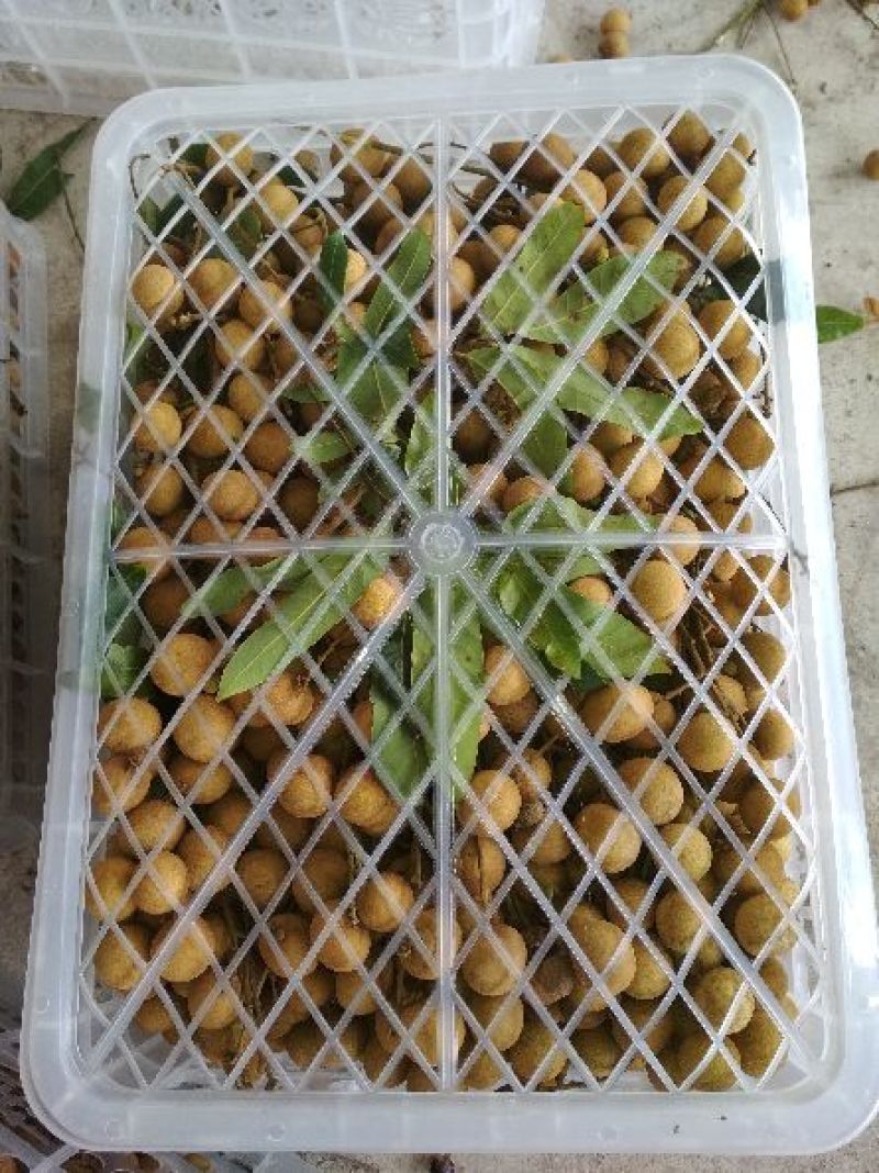 龙眼大量有货，石硖龙眼，储良龙眼