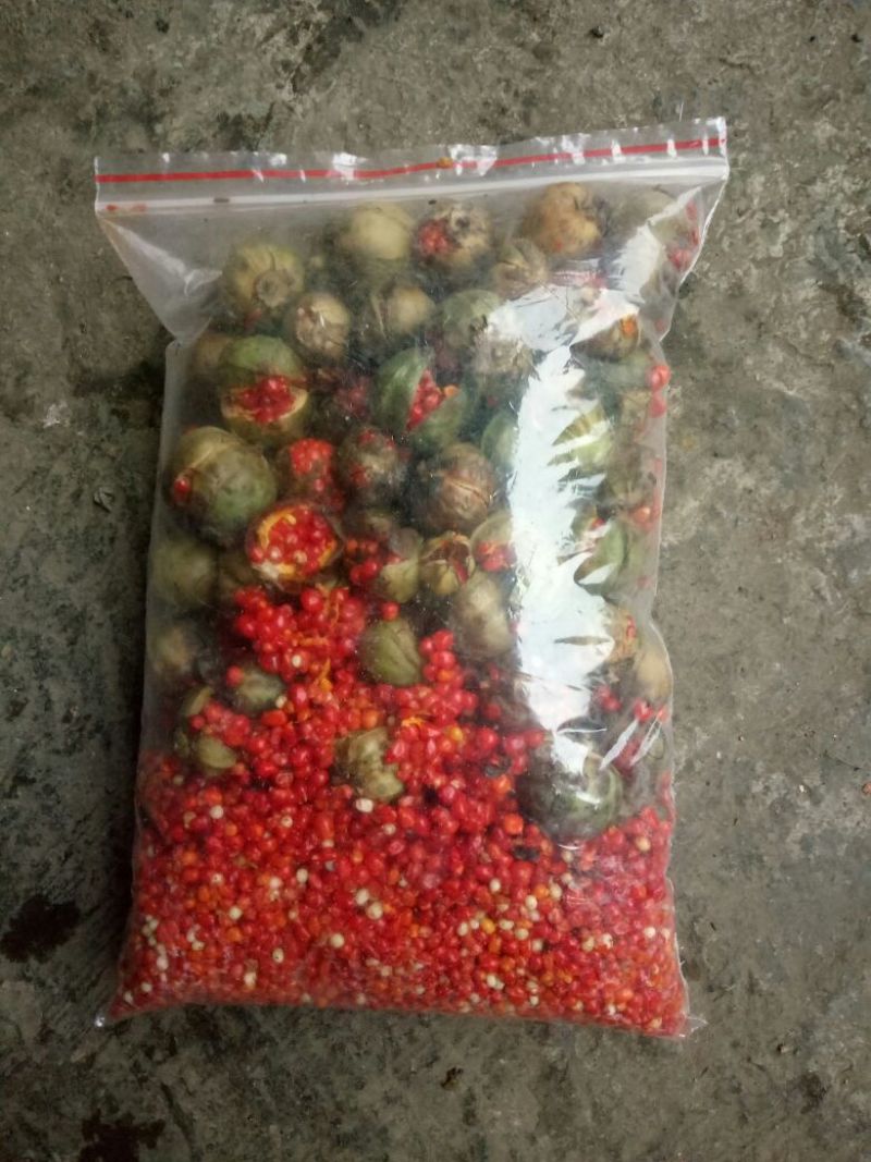 重楼重楼粒粒饱满
