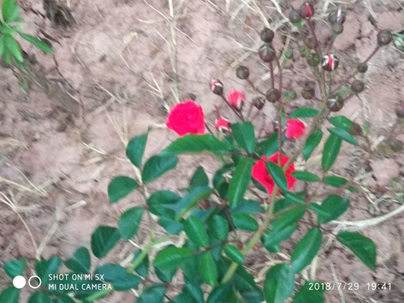 花果