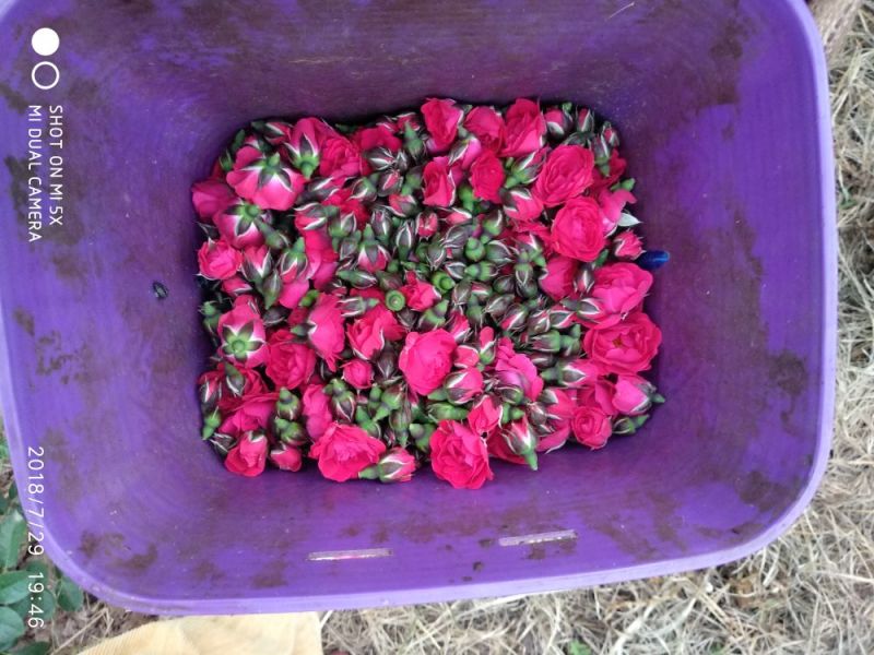 花果