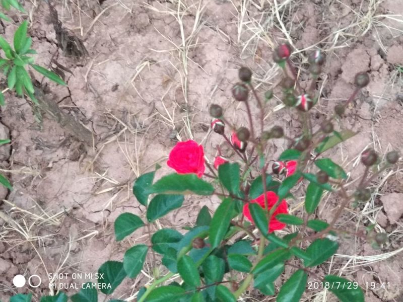 花果