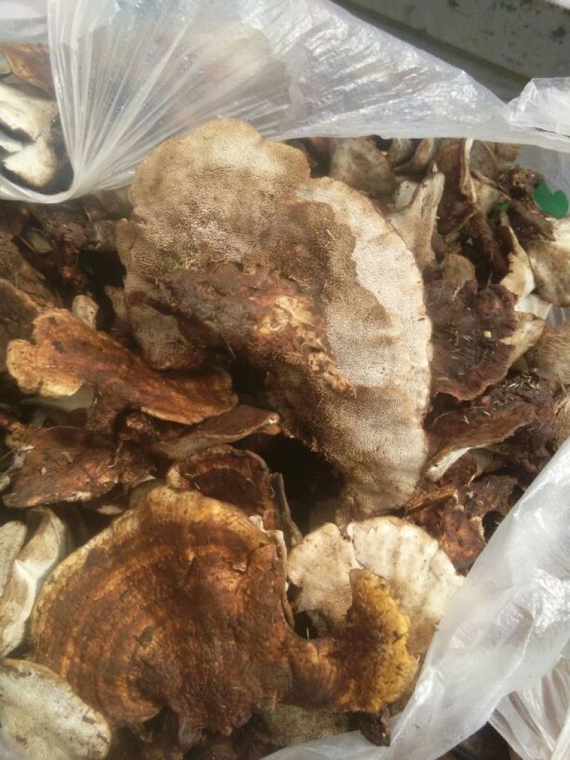 皮菌一级