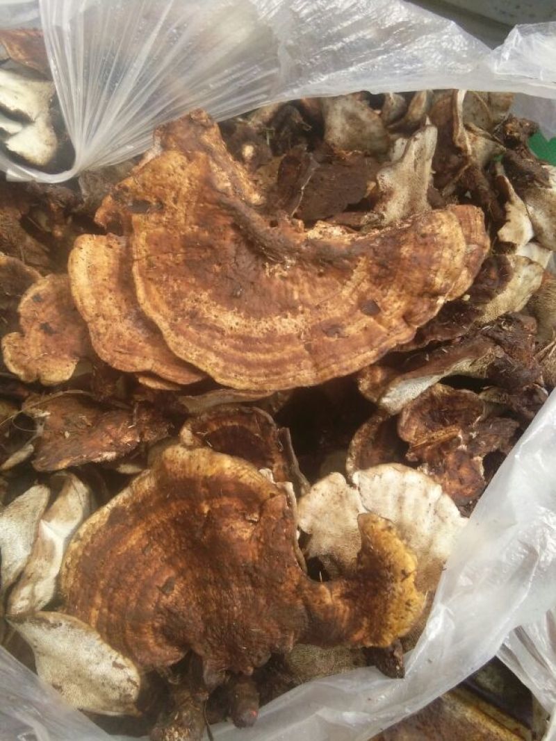 皮菌一级