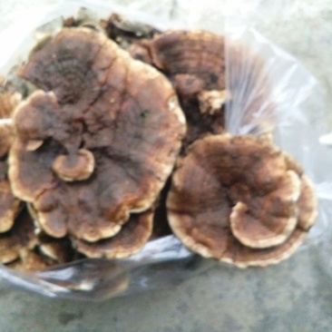 皮菌一级
