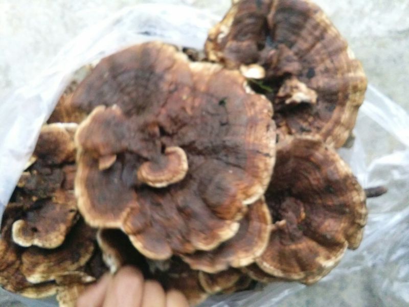 皮菌一级