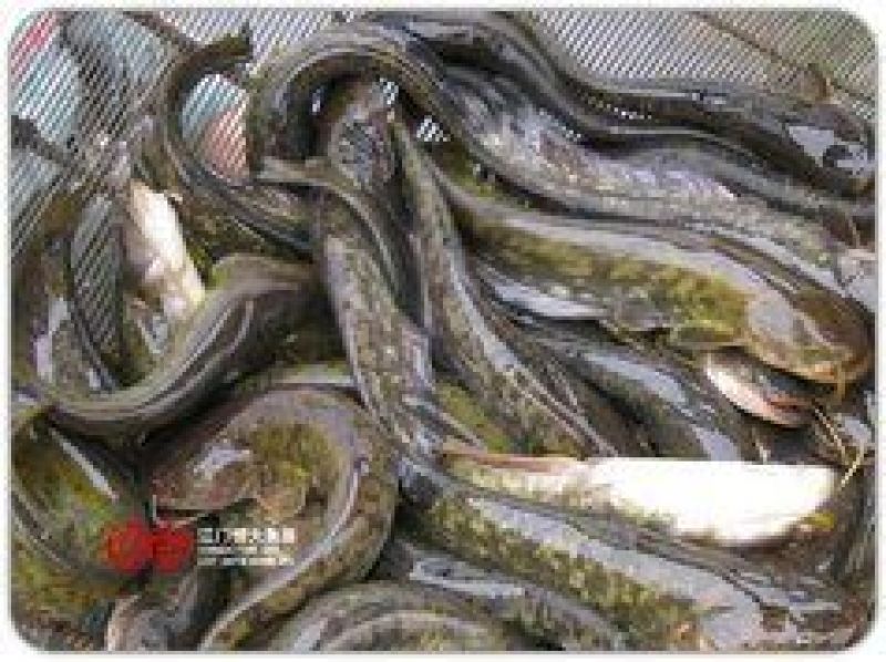 出售垂钓：青波，黄腊丁