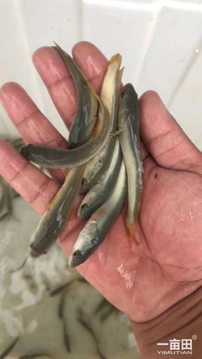 出售垂钓：青波，黄腊丁