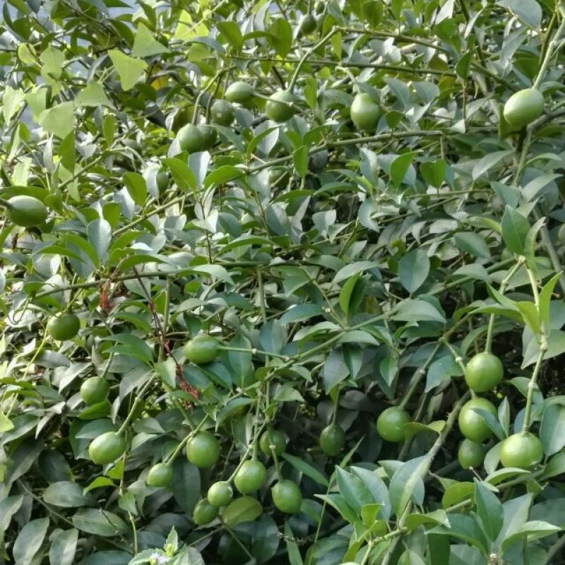 长期供应野生屈头鸡