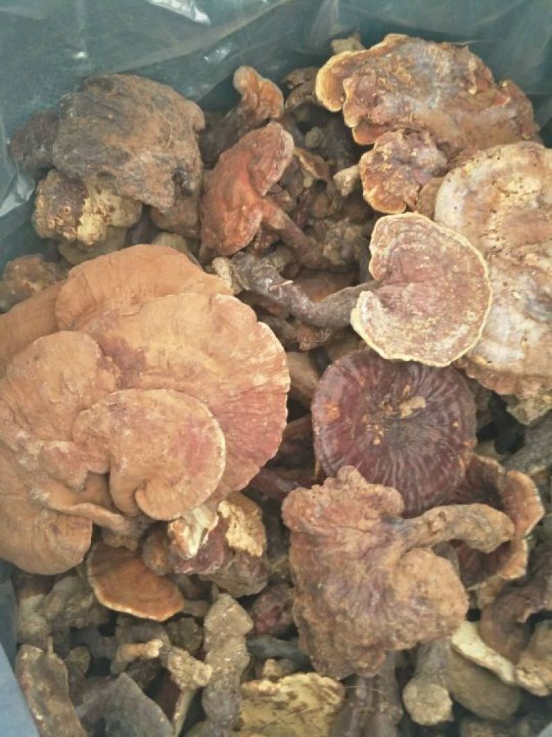 野生灵芝