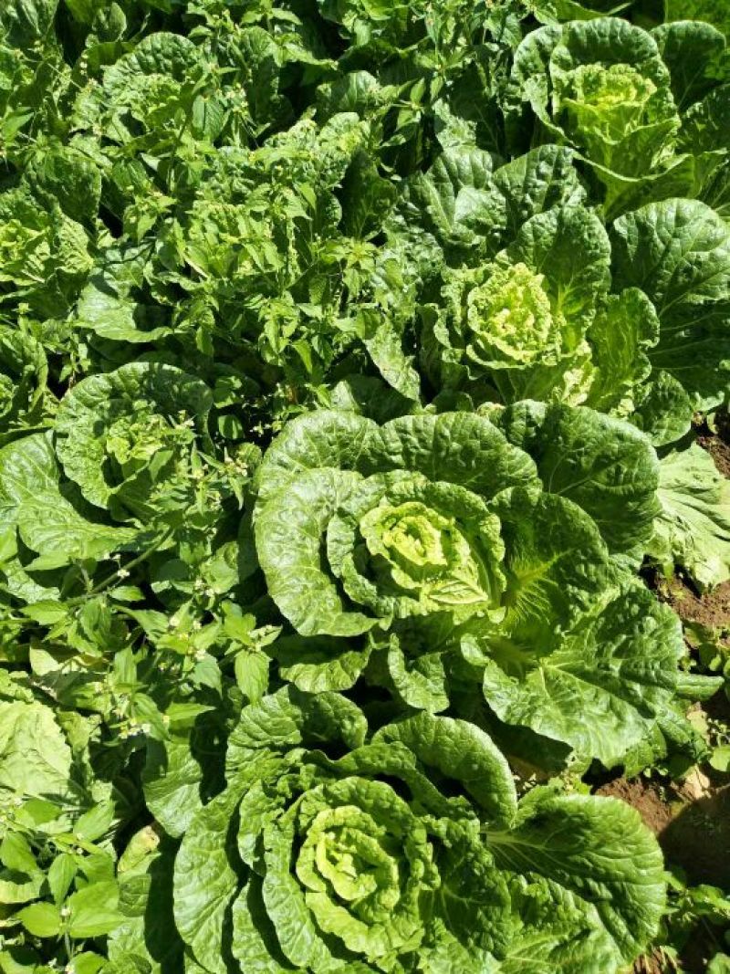泸西好白菜