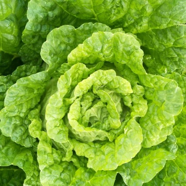 泸西好白菜