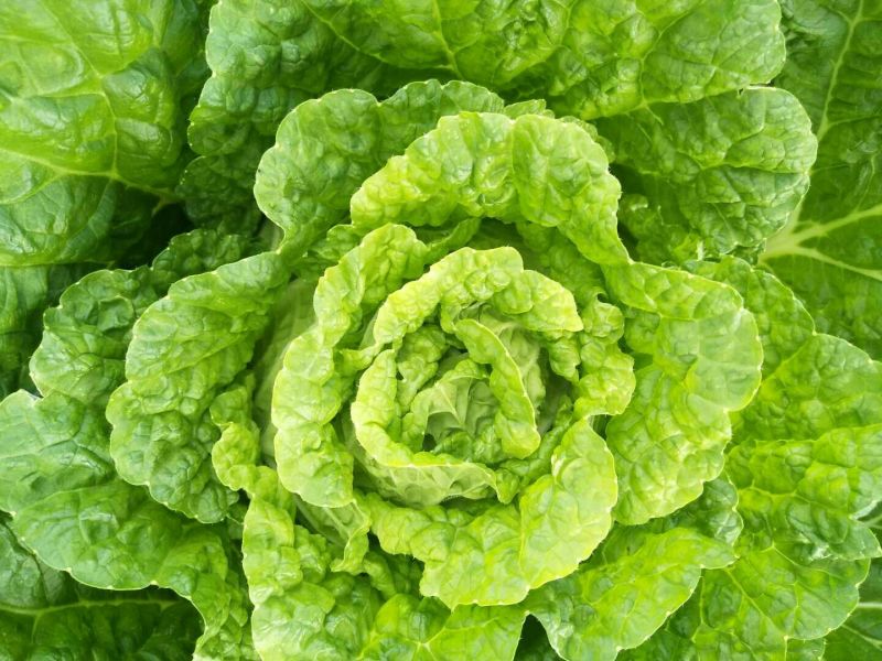泸西好白菜
